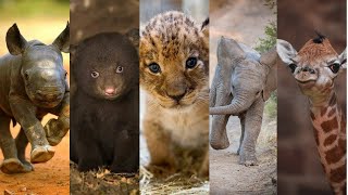 Cute Baby Animals You Should See [upl. by Viquelia]