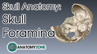 Foramina of the Skull  Skull Anatomy [upl. by Annil]