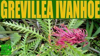 Grevillea Ivanhoe • Australian Native Plants that grow in California [upl. by Aiasi505]