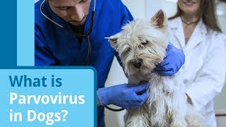 Parvovirus in Dogs Causes Symptoms and Treatment Options [upl. by Payson]