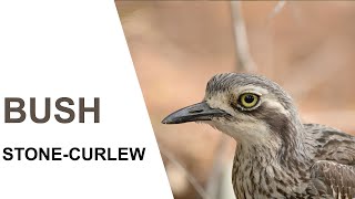 Australian BirdsBush Stonecurlew Parents and chicks Australian Bird Media [upl. by Odnalref]