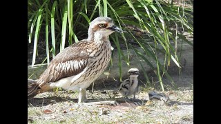 Tweed’s Curlew Coast – Living with Bush Stonecurlews [upl. by Assen]