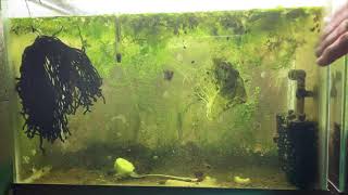 Scuds Daphnia Cherry Shrimp Copepods My aquatic food culture [upl. by Dekow]