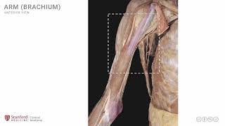 Anatomy of the Upper Limb Arm  Anterior View [upl. by Ennazor]