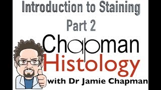 Normal Skin Histology  Explained by a Dermatopathologist [upl. by Adekahs]