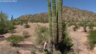 GIANT Saguaro Cactus [upl. by Forsta]