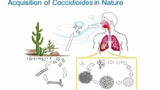 Dimorphic Fungi Coccidioidomycosis Hot Topic [upl. by Ynatterb]