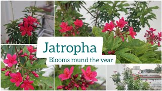 How to Grow and Care Jatropha Plant  Beautiful Red Flowers  Blooms Throughout the Year [upl. by Carlye]