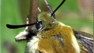 The Narrowbordered Bee Hawkmoth Hemaris tityus [upl. by Nohsed]