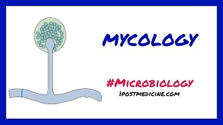 Introduction to Mycology  Microbiology [upl. by Eynenihc]