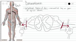 Dermatomes [upl. by Althee911]