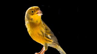 One of the kind CANARY SINGING [upl. by Joelynn]