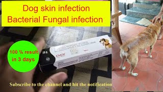 Dog skin infection treatment  Kiskin ointment review  Dr Pallabis Pet Care [upl. by Stokes]