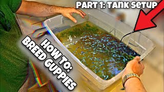 Breeding Guppies For Beginners Part 1 Tank Setup [upl. by Mani987]