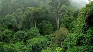 Welcome Congo Rain Forest Africa [upl. by Whall]