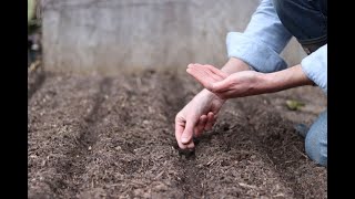 Direct Sowing  How To Sow Seeds Directly Into The Garden [upl. by Enyamert]