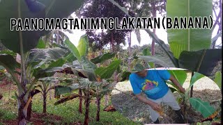 How to plant LAKATAN banana [upl. by Grier]