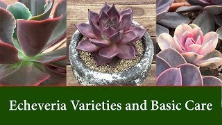 Echeveria Varieties  Easy to Grow Succulents Care and Watering [upl. by Dnalsor820]