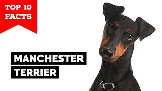 Manchester Terrier  Top 10 Facts [upl. by Denni]