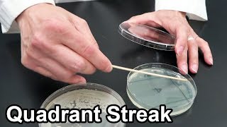 Quadrant Streaking Bacteria  Techniques Demonstration [upl. by Arehahs246]