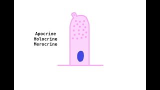 Apocrine Holocrine Merocrine glands [upl. by Meehar]