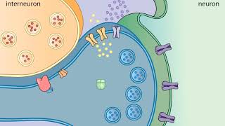 Sensitization in Aplysia [upl. by Ridgley131]