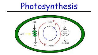 Photosynthesis  Light Dependent Reactions and the Calvin Cycle [upl. by Daza]