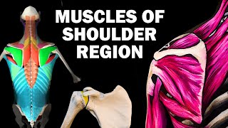 UPPER LIMB MUSCLES 26  SHOULDER REGION [upl. by Ardle]