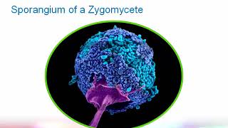 Introduction to Clinical Mycology Part 2 Hot Topic [upl. by Intirb]