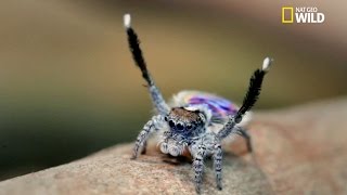 La danse de l’araignée pan [upl. by Maclay]