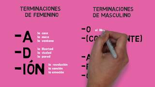 Los artículos ¿Femenino o masculino  aprender español [upl. by Bartlett529]