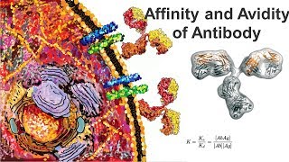 Affinity and Avidity Antigen antibody interaction [upl. by Bunce]