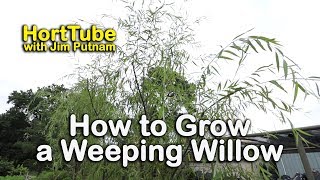 How to grow a Weeping Willow  Salix babylonica  Fast Growing Graceful Tree [upl. by Timothea935]