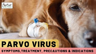 Parvo Virus In Dogs Symptoms Treatment amp Precautions  Dr Anirudh Mittal [upl. by Kiley]