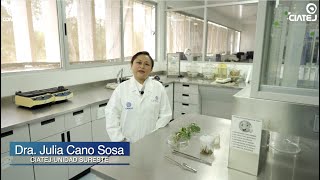 Taller Cultivo in vitro y micropropagación de plantas [upl. by Anyl199]