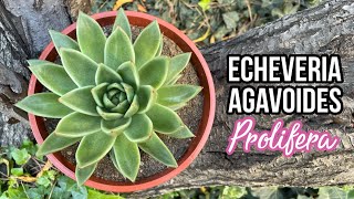 ECHEVERIA AGAVOIDES PROLIFERA  Cuidados [upl. by Cyrill]