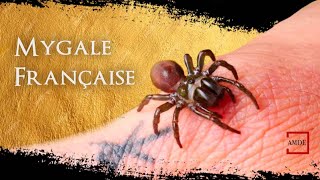 LA MYGALE A CHAUSSETTE  TOUT SAVOIR  Documentaire Animalier [upl. by Oruhtra]