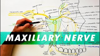 Trigeminal Nerve Anatomy  The Maxillary nerve [upl. by Tnafni]