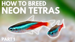 How to Breed Neon Tetras Getting the Eggs Part 1 [upl. by Slorac]