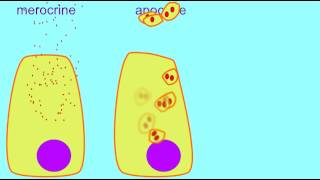 AP1 MEROCRINE APOCRINE amp HOLOCRINE GLANDS [upl. by Mehsah]