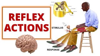 REFLEX ACTIONS Cranial and Spinal Reflexes [upl. by Echikson442]