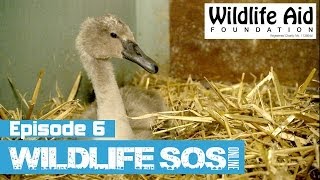 Wildlife SOS Online  Episode 6 [upl. by Rurik397]