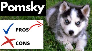 Pomsky Pros And Cons  Should You REALLY Get A POMSKY [upl. by Aihtebat670]