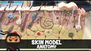 Integumentary System  Skin Model Anatomy [upl. by Grider]