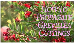 How to take Grevillea Cuttings [upl. by Bruce627]