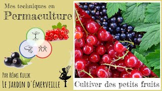 Tout sur les petits fruits [upl. by Arytas]