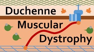 Duchenne Muscular Dystrophy and Dystrophin [upl. by Euh953]