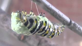 Black swallowtail caterpillar to chrysalis [upl. by Ubana]