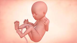 Fetal Development Week by Week Overview [upl. by Gayleen91]