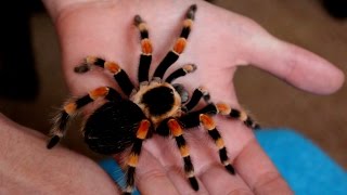 Handling beautiful Mexican Giant Red knee tarantula B annitha Inferion7 [upl. by Ayanad]